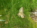 vignette Papilio machaon - Machaon