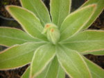 vignette Protea 'Bot River Protea' = Protea compacta