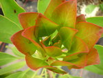 vignette Protea cynarode - Prote