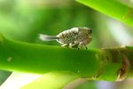 vignette Issus coleoptratus - Larve de cicadelle