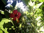 vignette hibiscus fraise