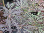 vignette Acer palmatum 'Dissectum Garnet'
