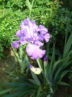 vignette iris bleu