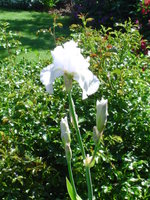 vignette iris blanc