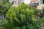 vignette Euphorbia characias