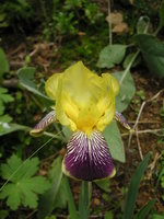 vignette Iris germanica - Iris des jardins