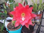 vignette epiphyllum 