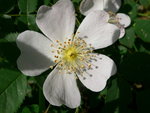 vignette rosa richardii