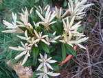 vignette degronianum ssp. yakushimanum