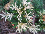 vignette degronianum ssp. yakushimanum1
