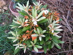 vignette degronianum ssp. yakushimanum2