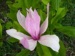 vignette magnolia Betty