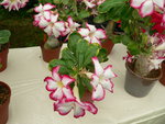 vignette Adenium obesum 1