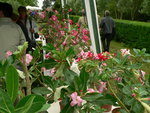 vignette stand d'Adenium passion 2