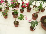 vignette Adenium obesum 3 (greffs)