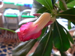 vignette Premire fleur d' Adenium obesum