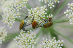 vignette Hoplies bleues (ou argentes) sur Ombellifere