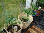 vignette Plants de tomates Beefmaster.