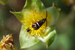 vignette Insectes sur ?