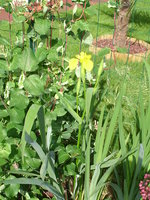 vignette iris jaune, magnifique !!!!