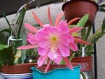 vignette epiphyllum 