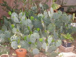 vignette cactus raquette