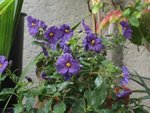 vignette Solanum rantonetti (fleurs violettes)