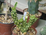 vignette Euphorbia neriifolia variegata cristata
