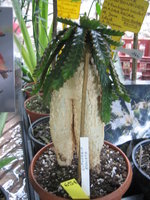 vignette Euphorbia stellata