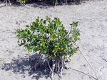 vignette Rhizophora mangle - Paletuviers rouges