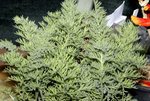 vignette Pelargonium bowkeri