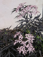 vignette Sambucus nigra f. porphyrophylla 'Eva' = Sambucus nigra f. porphyrophylla 'Black Lace'