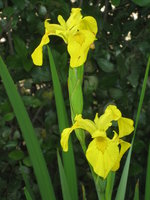 vignette Iris pseudoacorus