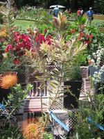 vignette leucadendron jester variegata