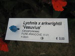 vignette Lychnis x arkwrightii 'Vesuvius'