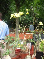 vignette pachypodium rosulatum en fleurs