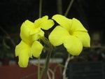 vignette pachypodium rosulatum, fleurs