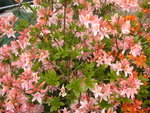vignette Rhododendron 'Irne Koster'
