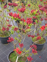 vignette Rhododendron 'Red Sunset'