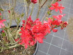 vignette Rhododendron 'Red Sunset'