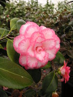 vignette Camellia 'Betty's Beauty'