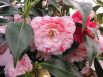 vignette Camellia japonica 'Stacy Susan'