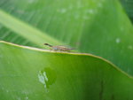 vignette insecte minuscule sur musa cavendish