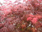 vignette Acer palmatum 'Trompenburg'