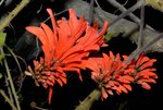 vignette Erythrina caffra (Fleur)
