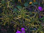 vignette codiaeum variegatum :croton