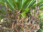 vignette Dodonea, Cycas revoluta