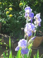 vignette Iris pallida - Iris ple = Iris illyrica = Iris dalmatica