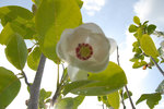 vignette magnolia siboldii