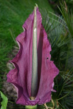 vignette Dracunculus vulgaris (fleur)